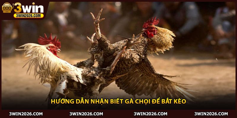 Hướng dẫn nhận biết gà chọi để bắt kèo